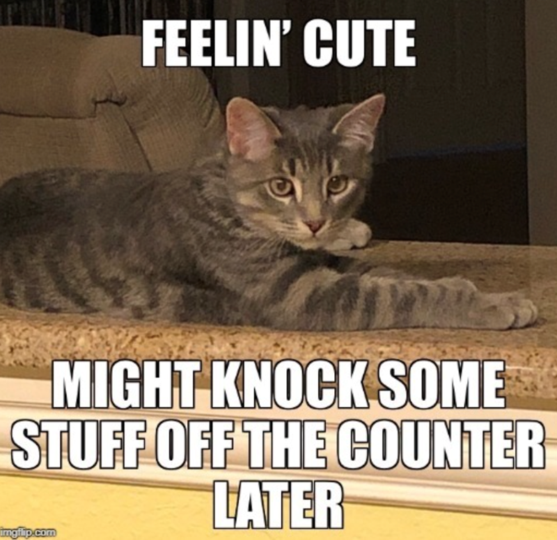 FEELIN' CUTE MIGHT KNOCK SOME STUFF OFF THE COUNTER LATER imgflip.com