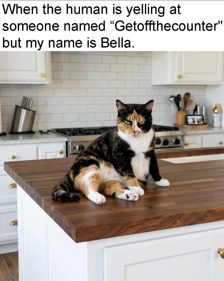 When the human is yelling at someone named "Getoffthecounter" but my name is Bella. @Viral Cats