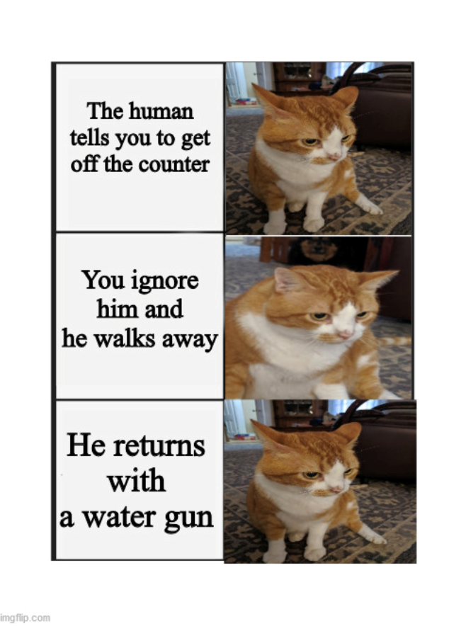 imgflip.com The human tells you to get off the counter You ignore him and he walks away He returns with a water gun