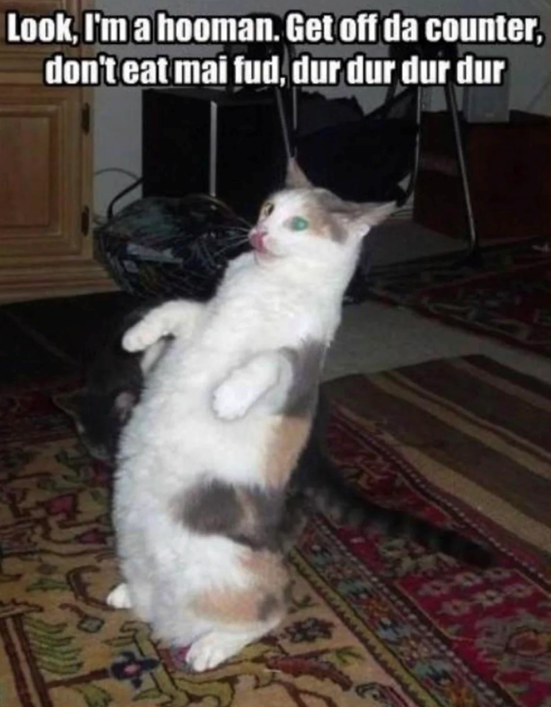 Look, I'm a hooman. Get off da counter, don't eat mai fud, dur dur dur dur E 1190