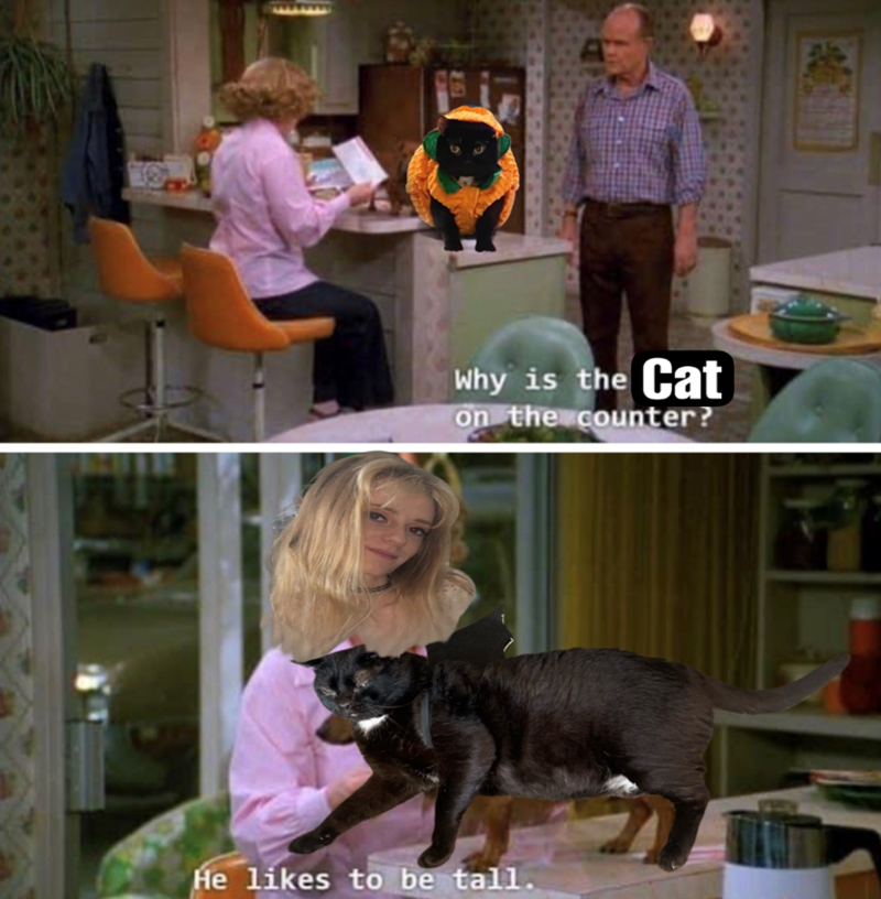 Why is the Cat on the counter? He likes to be tall.