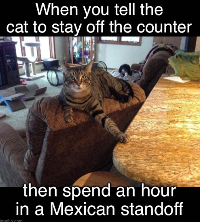 When you tell the cat to stay off the counter then spend an hour in a Mexican standoff imaflin.com