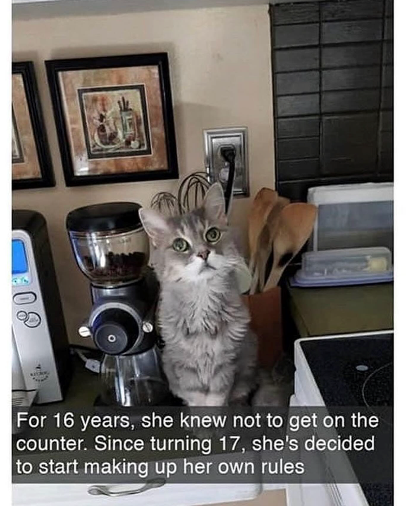 For 16 years, she knew not to get on the counter. Since turning 17, she's decided to start making up her own rules