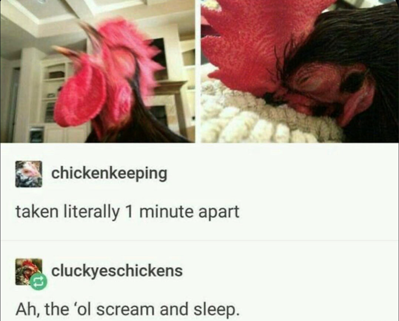 chickenkeeping taken literally 1 minute apart cluckyeschickens Ah, the 'ol scream and sleep.