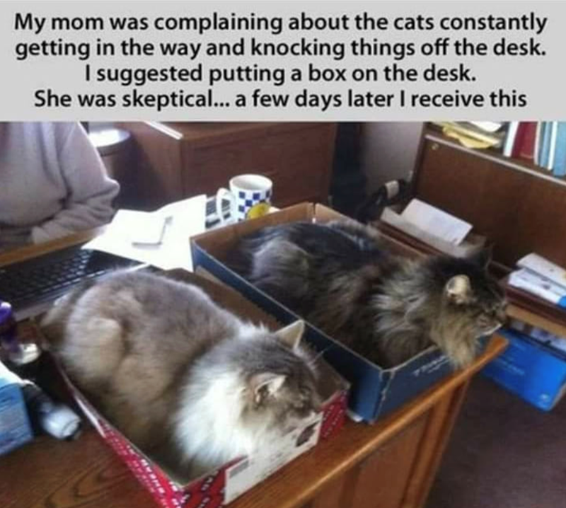 My mom was complaining about the cats constantly getting in the way and knocking things off the desk. I suggested putting a box on the desk. She was skeptical... a few days later I receive this