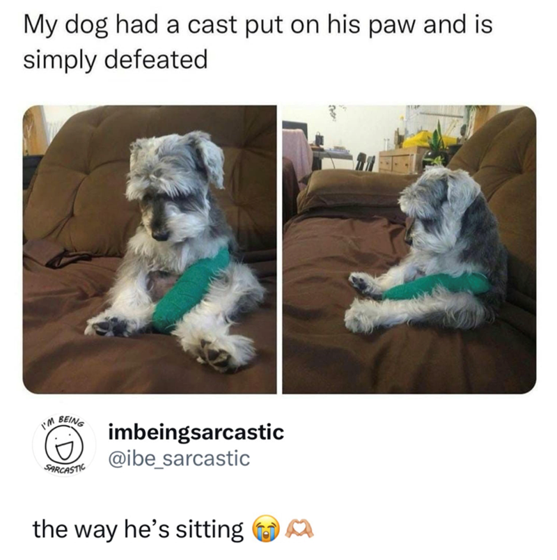 My dog had a cast put on his paw and is simply defeated I'M BEING SARCASTIC imbeingsarcastic @ibe sarcastic the way he's sitting