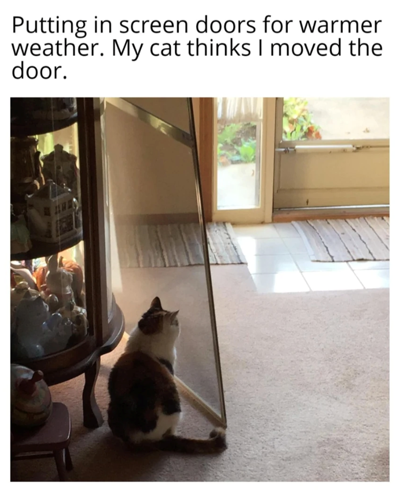 Putting in screen doors for warmer weather. My cat thinks I moved the door.