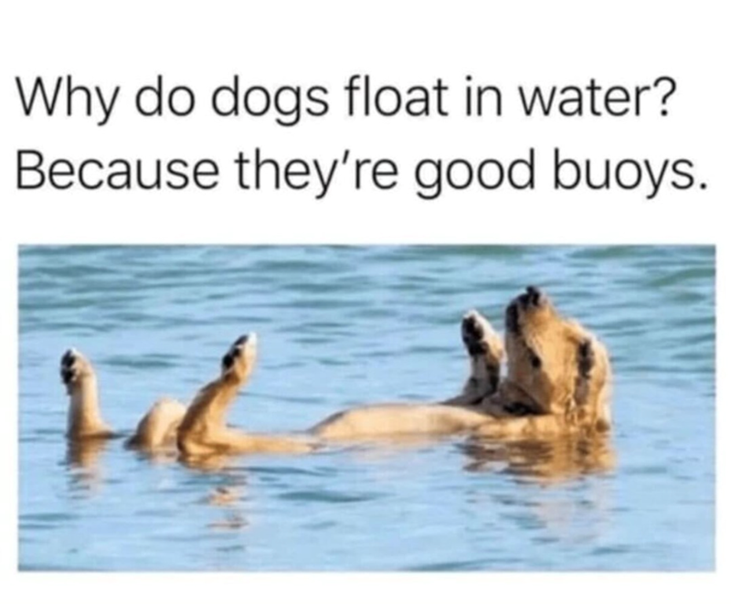 Why do dogs float in water? Because they're good buoys.