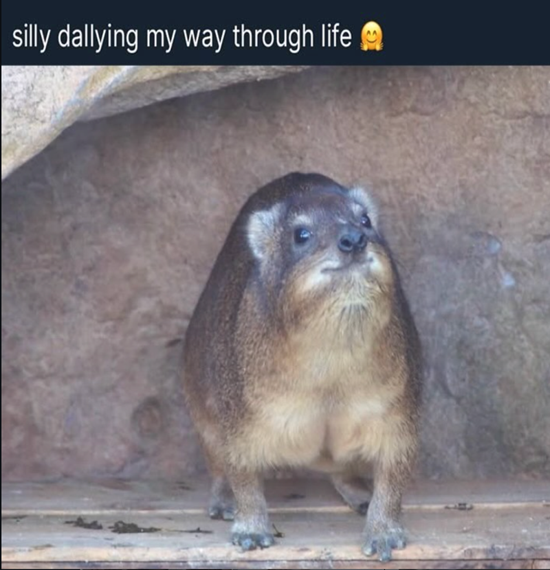 silly dallying my way through life