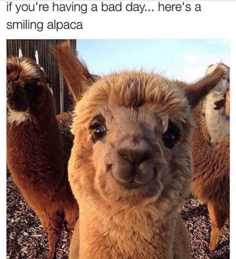 if you're having a bad day... here's a smiling alpaca
