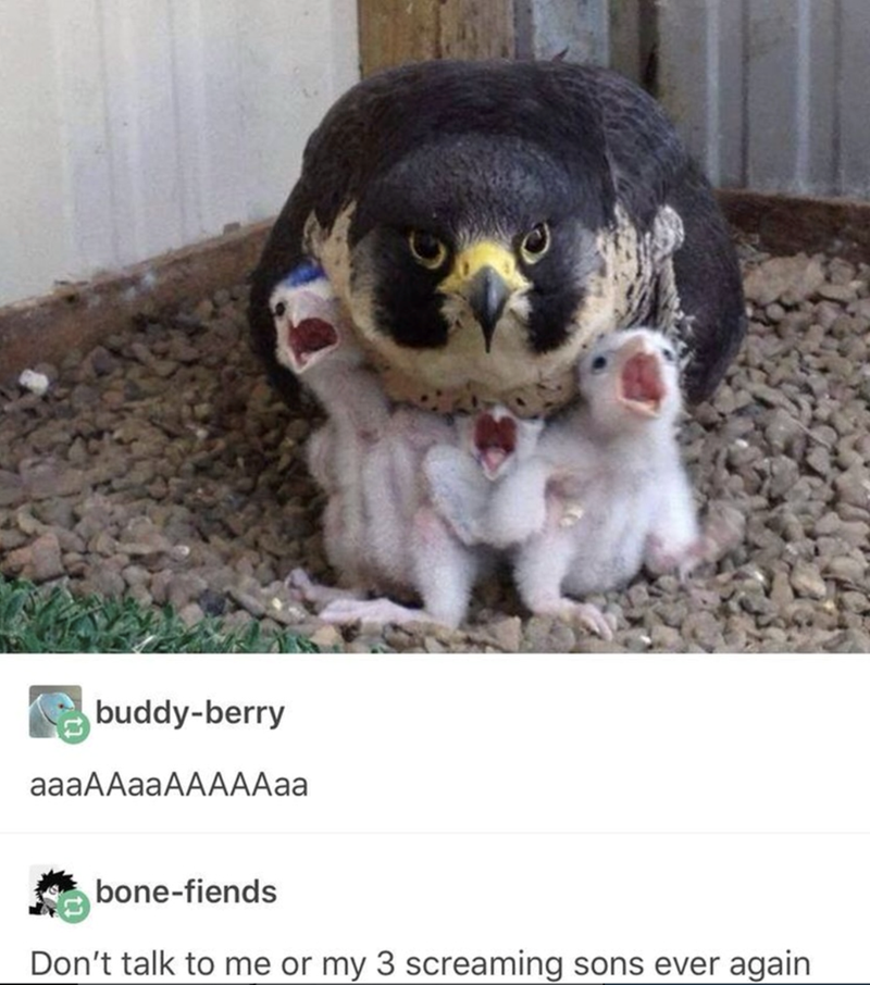buddy-berry aaaAAaaAAAAAaa bone-fiends Don't talk to me or my 3 screaming sons ever again
