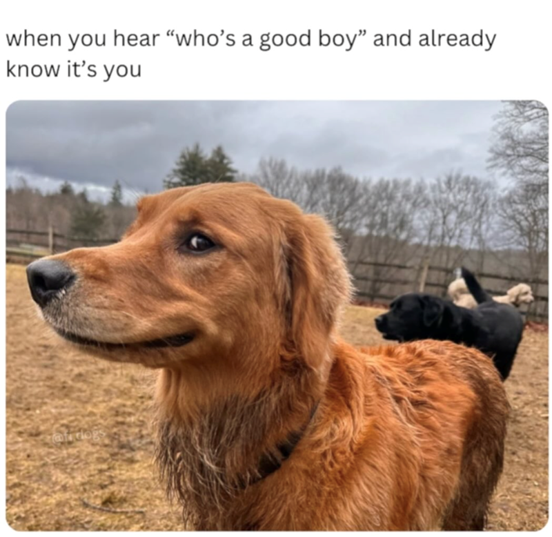when you hear "who's a good boy" and already know it's you af dogs