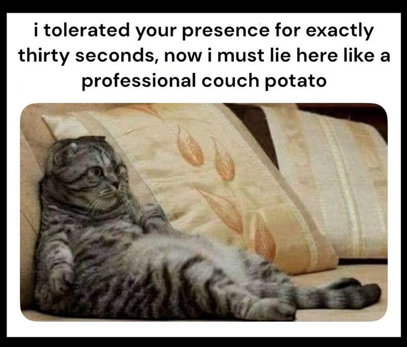 i tolerated your presence for exactly thirty seconds, now i must lie here like a professional couch potato