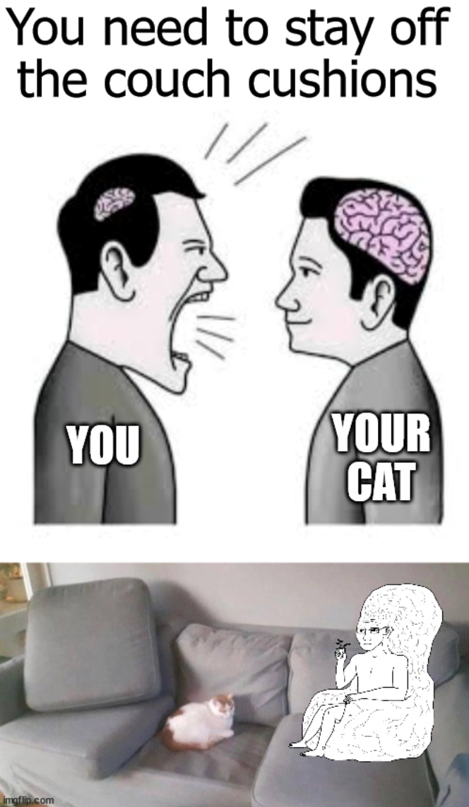 You need to stay off the couch cushions imgflip.com YOU YOUR CAT