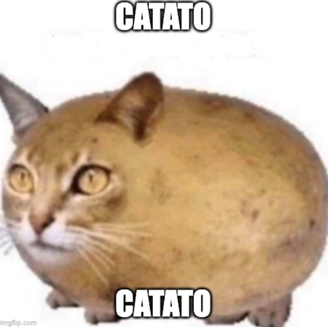 imgflip.com CATATO CATATO
