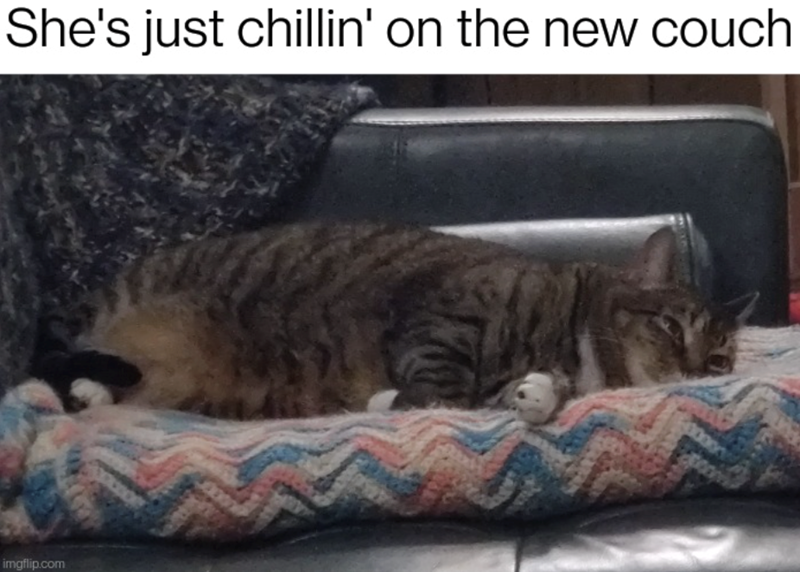 She's just chillin' on the new couch imgflip.com 100