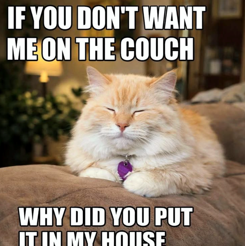 IF YOU DON'T WANT ME ON THE COUCH WHY DID YOU PUT IT IN MY HOUSE