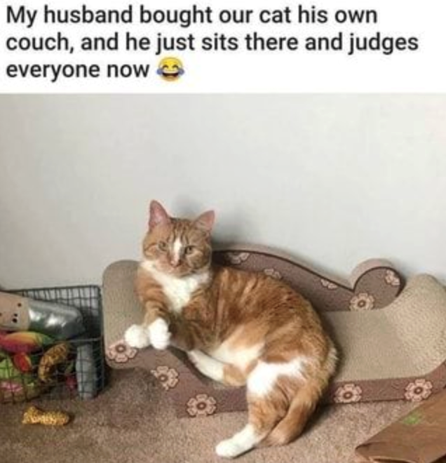 My husband bought our cat his own couch, and he just sits there and judges everyone now