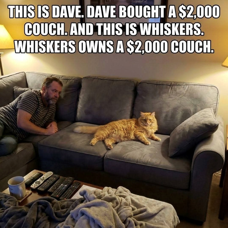 THIS IS DAVE. DAVE BOUGHT A $2,000 COUCH. AND THIS IS WHISKERS. WHISKERS OWNS A $2,000 COUCH.