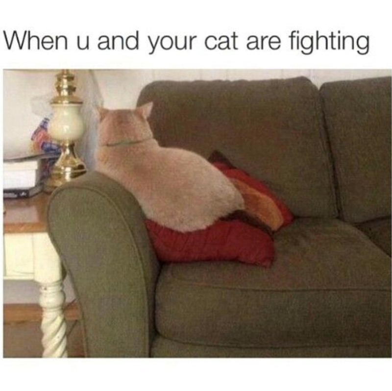 When u and your cat are fighting