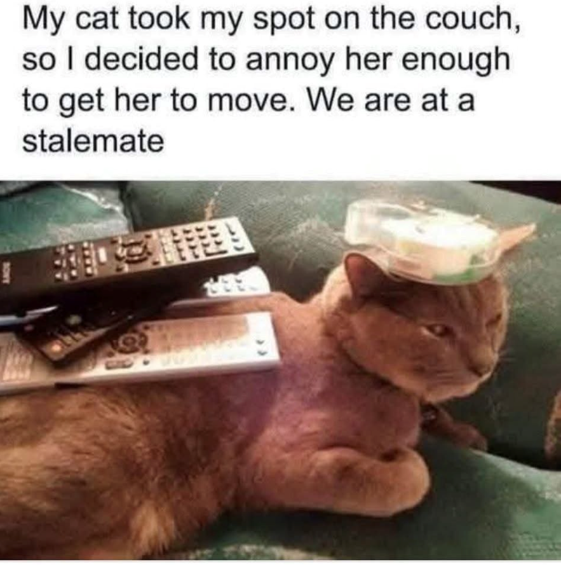 My cat took my spot on the couch, so I decided to annoy her enough to get her to move. We are at a stalemate