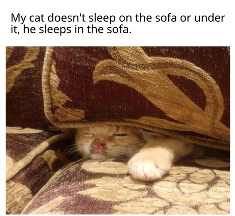 My cat doesn't sleep on the sofa or under it, he sleeps in the sofa.