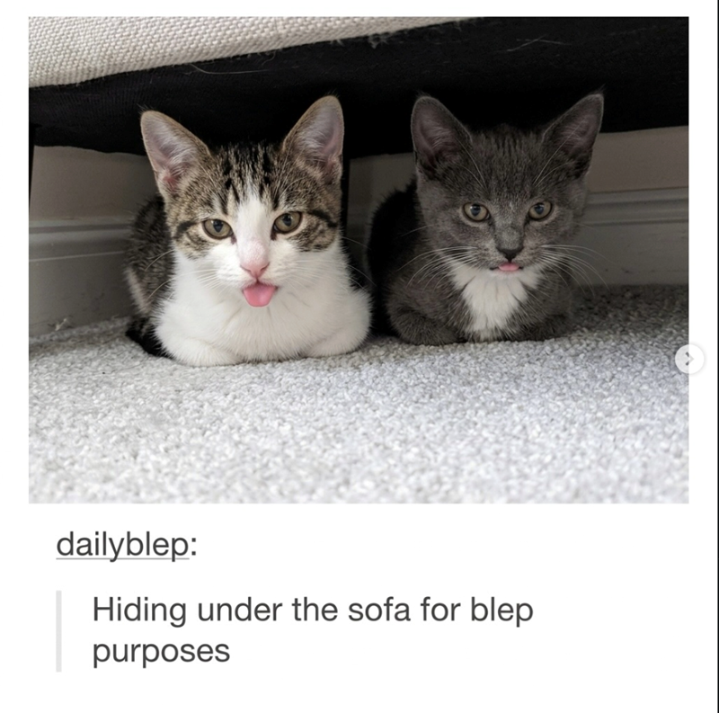 dailyblep: Hiding under the sofa for blep purposes