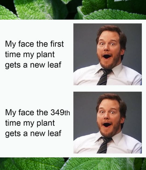 My face the first time my plant gets a new leaf My face the 349th time my plant gets a new leaf