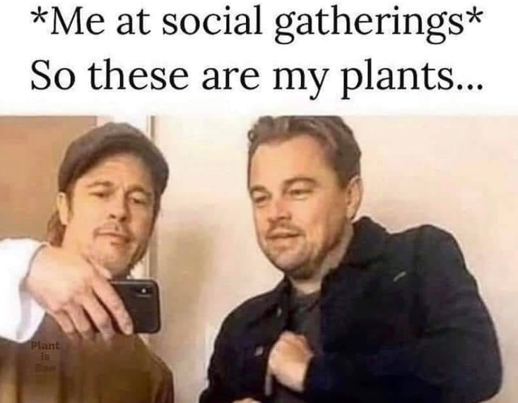 *Me at social gatherings* So these are my plants... Plant is Ban