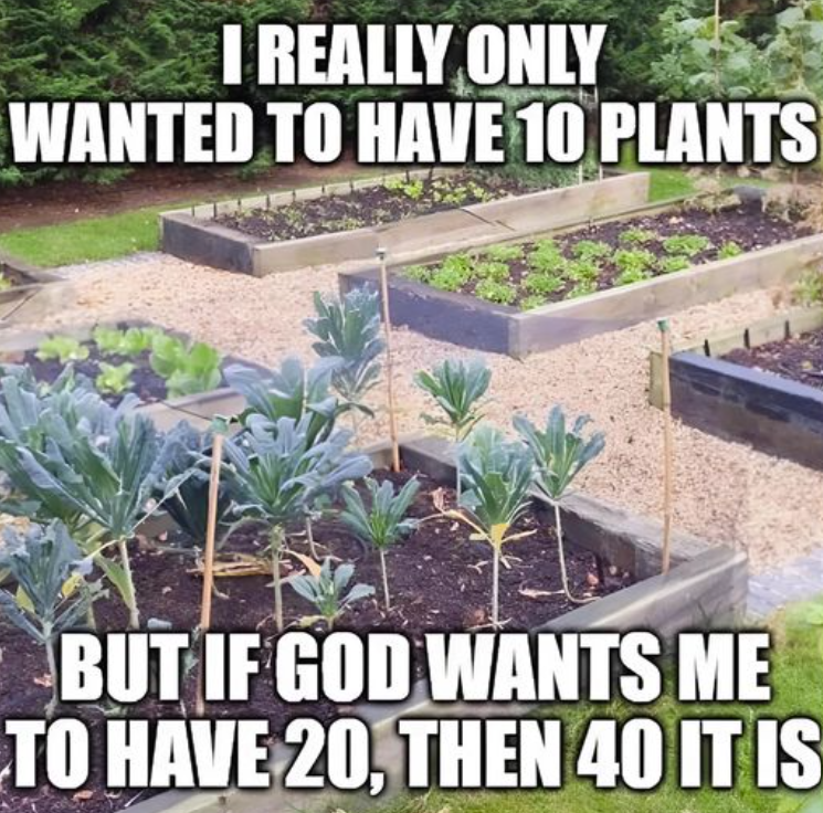 I REALLY ONLY WANTED TO HAVE 10 PLANTS BUT IF GOD WANTS ME TO HAVE 20, THEN 40 IT IS