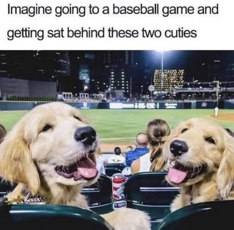 Imagine going to a baseball game and getting sat behind these two cuties