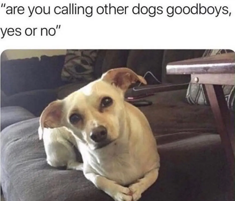 "are you calling other dogs good boys, yes or no"