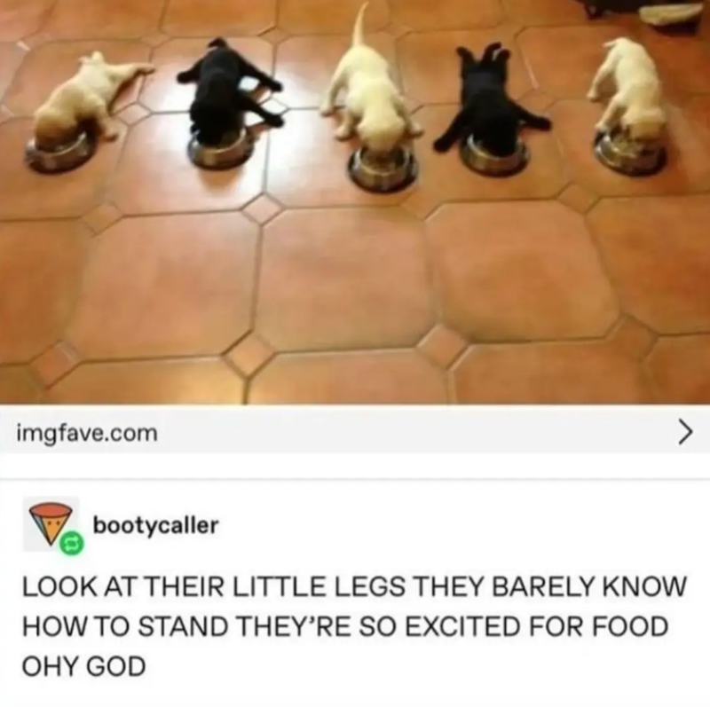 imgfave.com > bootycaller LOOK AT THEIR LITTLE LEGS THEY BARELY KNOW HOW TO STAND THEY'RE SO EXCITED FOR FOOD OHY GOD