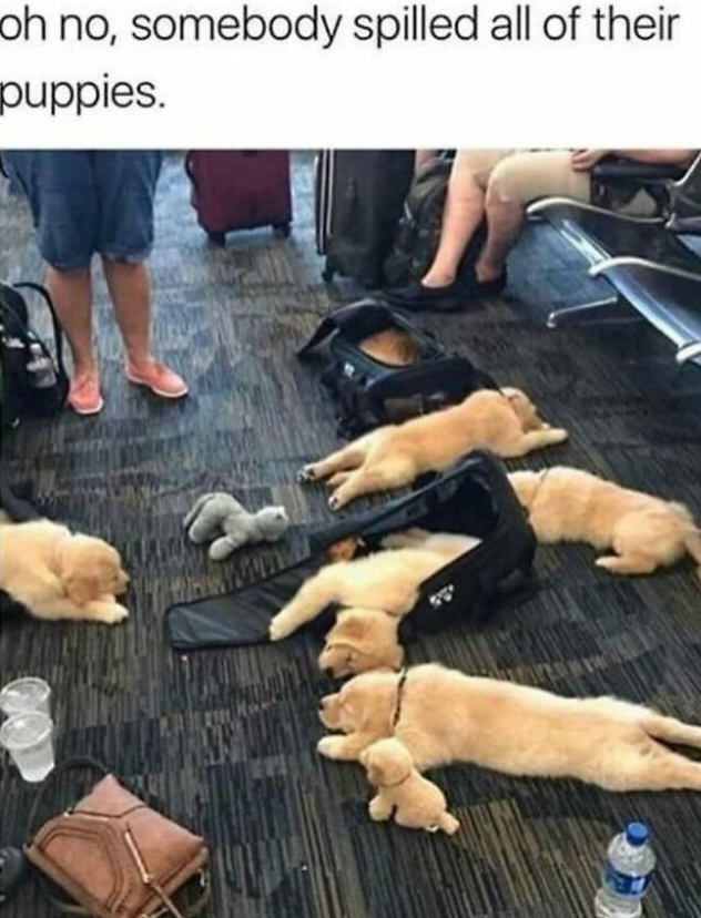 oh no, somebody spilled all of their puppies.