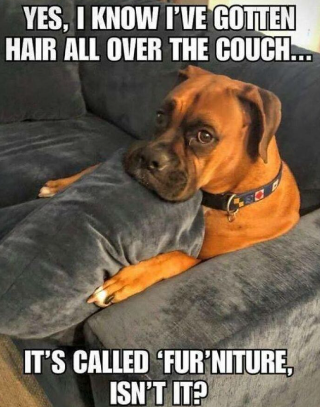 YES, I KNOW I'VE GOTTEN HAIR ALL OVER THE COUCH... IT'S CALLED 'FURNITURE, ISN'T IT?