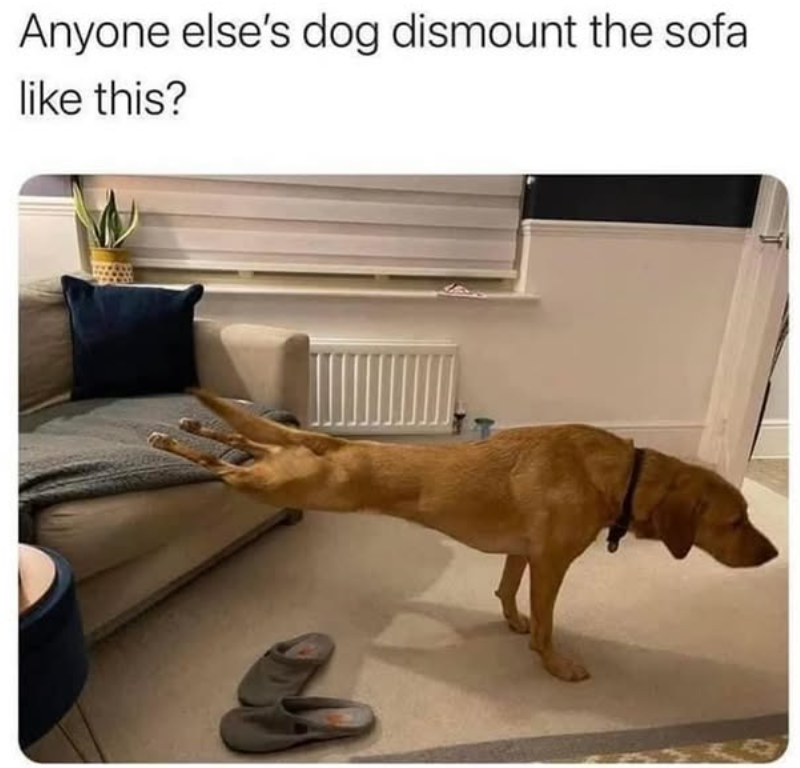 Anyone else's dog dismount the sofa like this?
