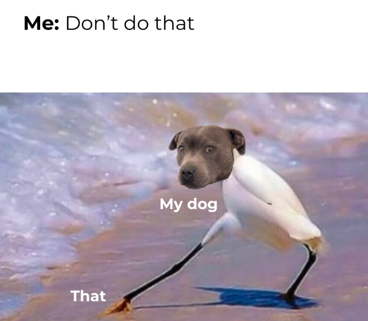 Me: Don't do that That My dog