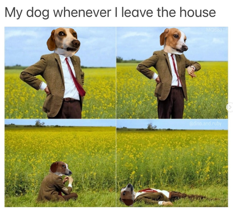 My dog whenever I leave the house MQ683T @dino.and.ruby