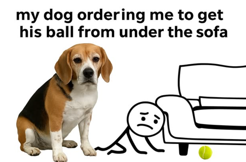 my dog ordering me to get his ball from under the sofa