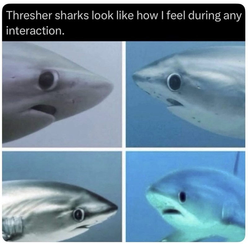 Thresher sharks look like how I feel during any interaction.