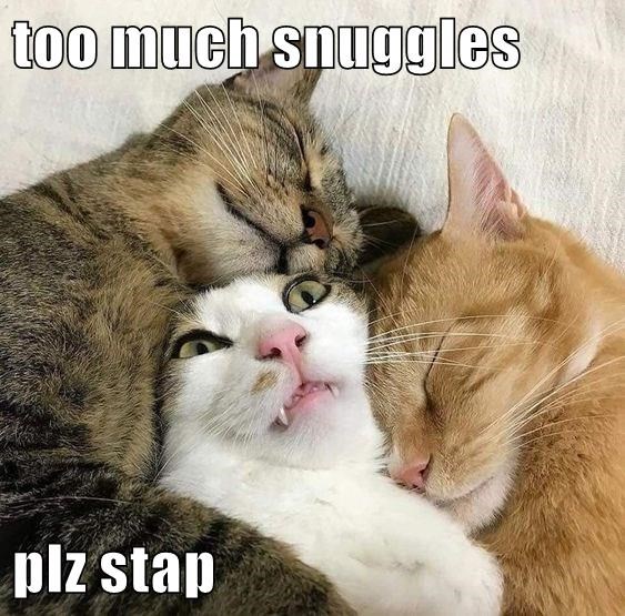 Cheezburger Image 10634615808