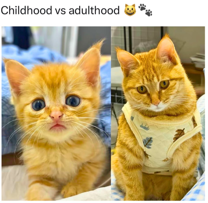 Childhood vs adulthood