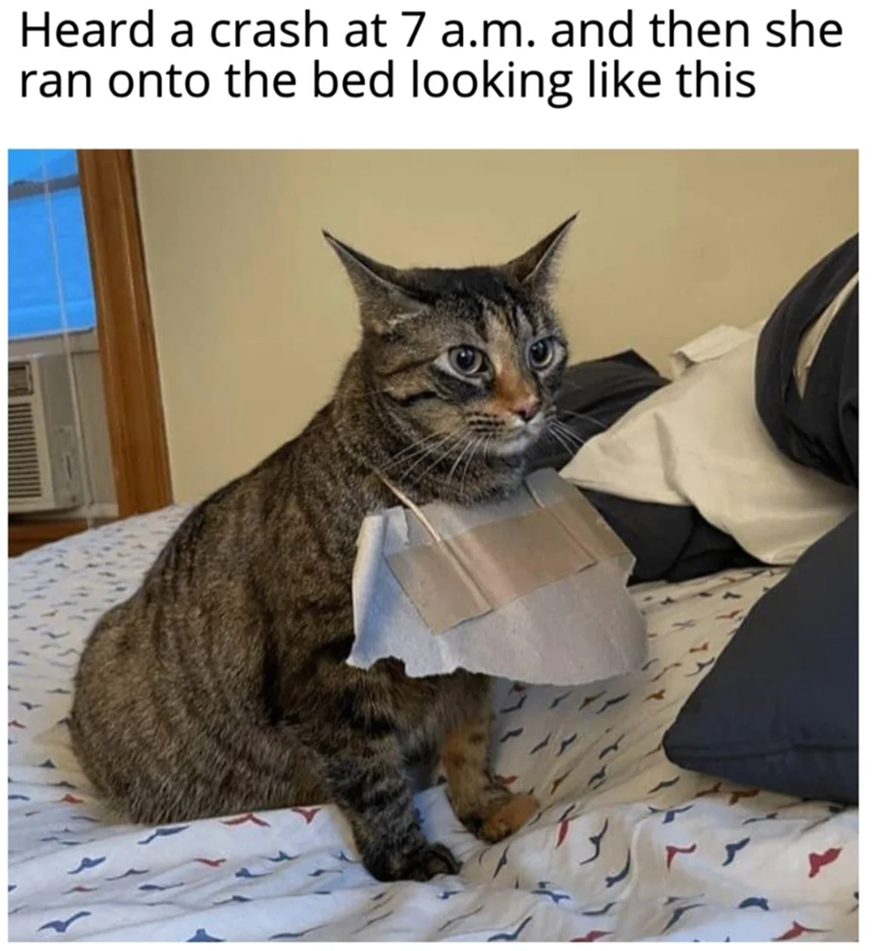 Heard a crash at 7 a.m. and then she ran onto the bed looking like this
