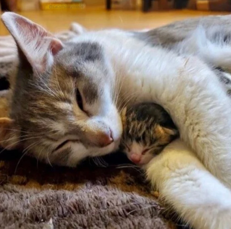 @catsinplaymode