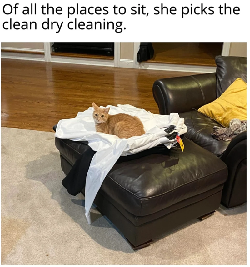 Of all the places to sit, she picks the clean dry cleaning.