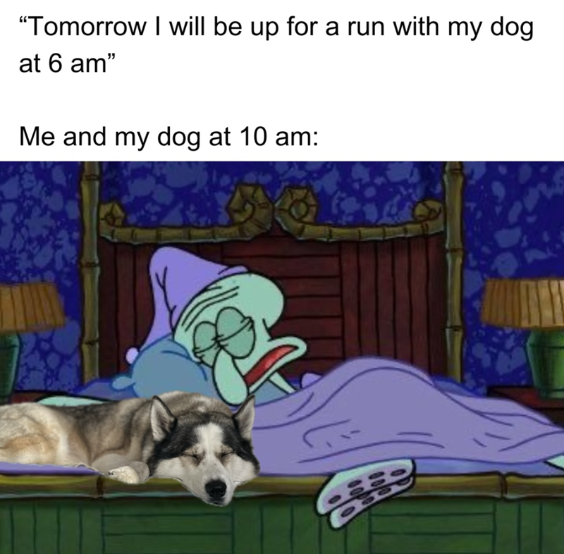 "Tomorrow I will be up for a run with my dog at 6 am" Me and my dog at 10 am: