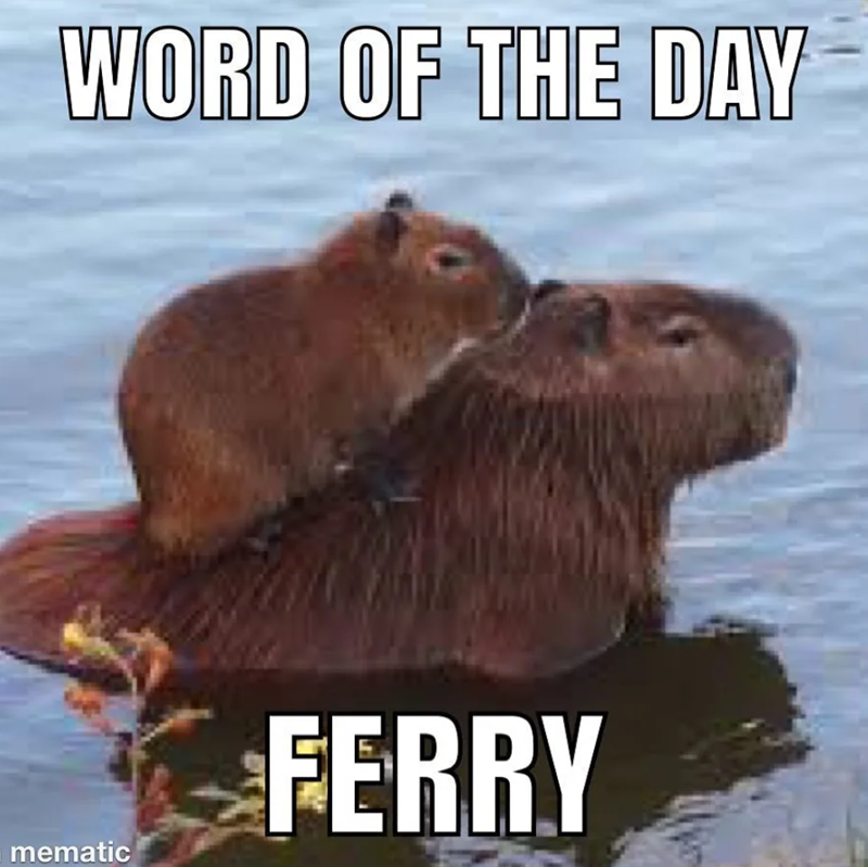 WORD OF THE DAY mematic FERRY