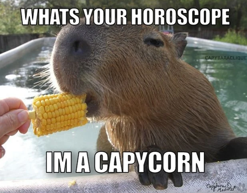 WHATS YOUR HOROSCOPE IM A CAPYCORN CAPYBARACLIQUE Madnes