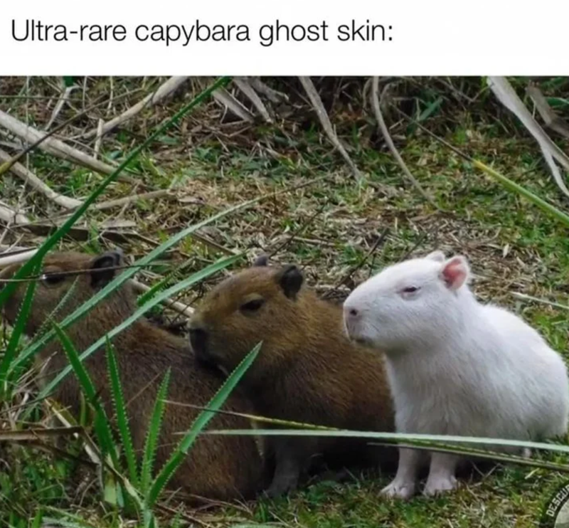 Ultra-rare capybara ghost skin: DESCU