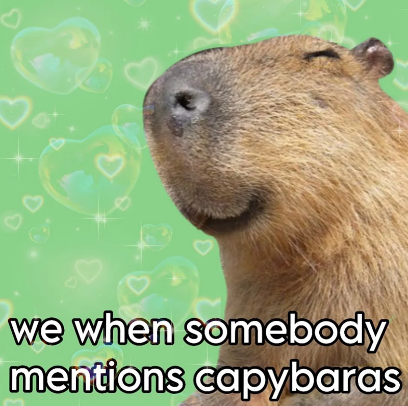 ♡ PA C we when somebody mentions capybaras